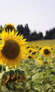 Sunflowers Image